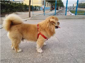 西藏猎犬