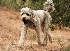 贝加马斯卡牧羊犬