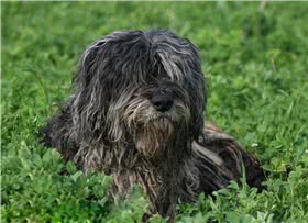 贝加马斯卡牧羊犬