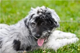 贝加马斯卡牧羊犬