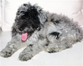 贝加马斯卡牧羊犬