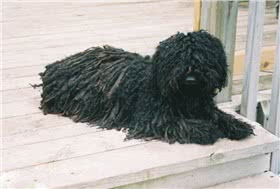 波利犬