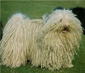 波利犬