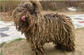 波利犬