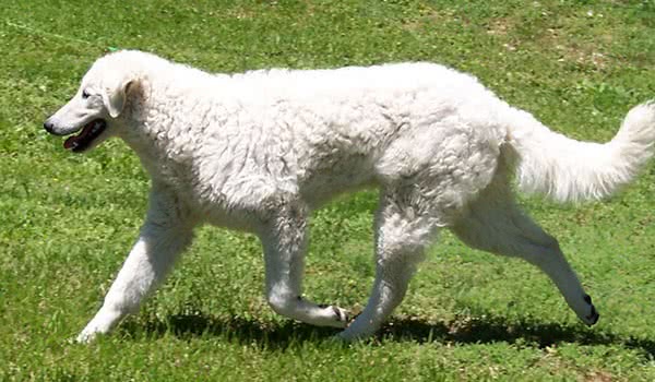 库瓦兹犬 库瓦兹犬