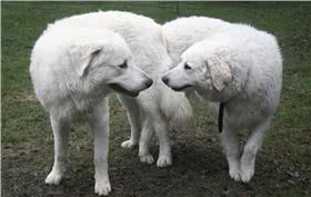 库瓦兹犬