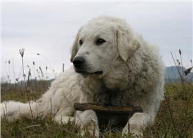 库瓦兹犬