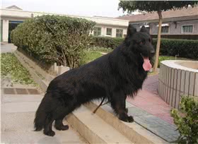 比利时格罗安达牧羊犬