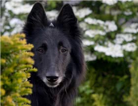 比利时格罗安达牧羊犬