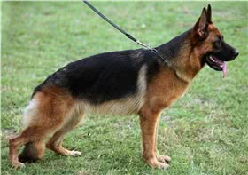 昆明犬