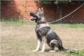 昆明犬