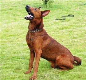 苏联红犬