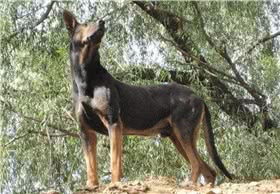 苏联红犬