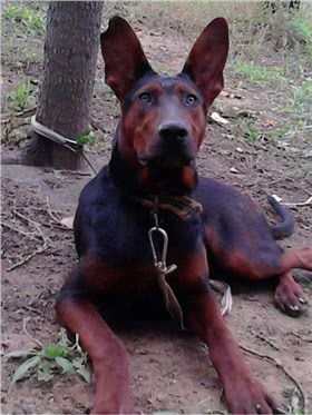 苏联红犬