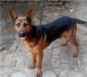 苏联红犬