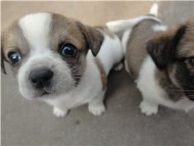 中华田园犬