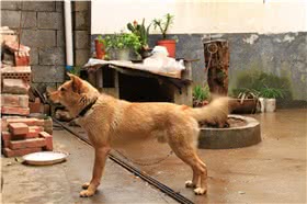 中华田园犬
