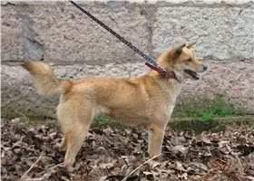 中华田园犬