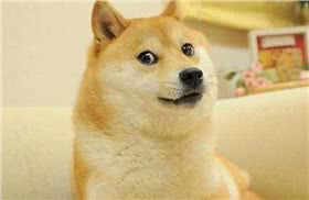 中华田园犬
