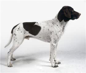 丹麦老式指示犬