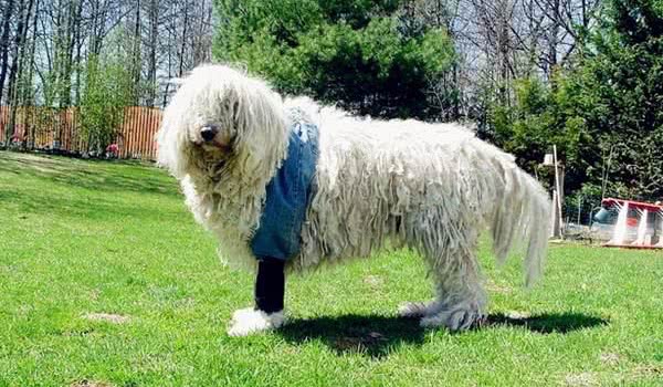 可蒙犬 可蒙犬