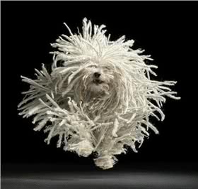可蒙犬