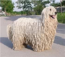 可蒙犬