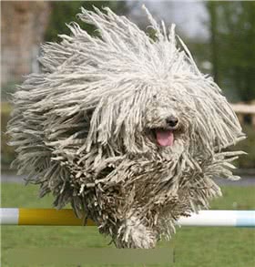 可蒙犬