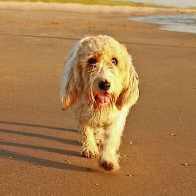大格里芬旺德短腿犬