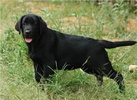 道高加纳利犬