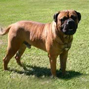 道高加纳利犬