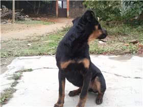 法国狼犬