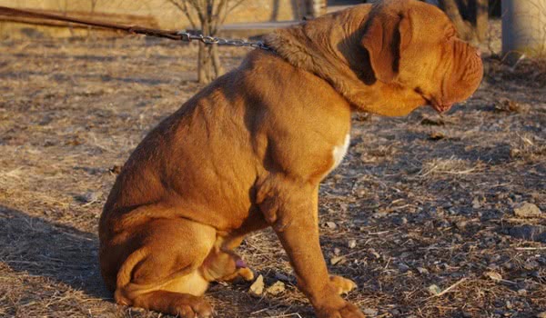 法国獒犬 法国獒犬