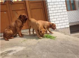 法国獒犬