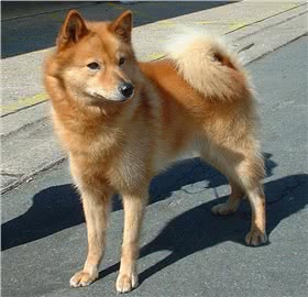芬兰狐狸犬