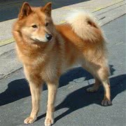 芬兰狐狸犬