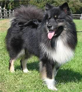 芬兰拉普猎犬