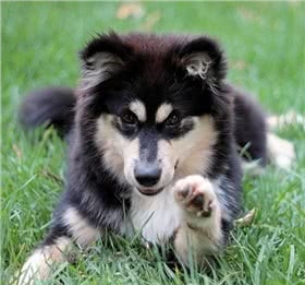 芬兰拉普猎犬
