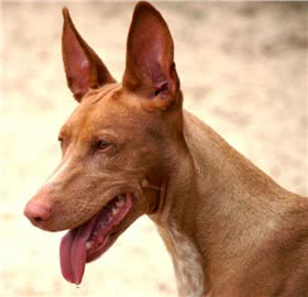 法老王猎犬