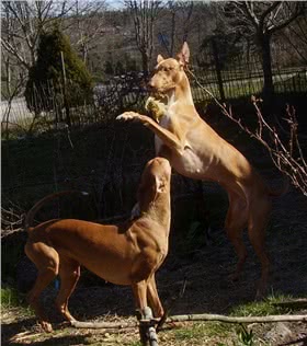 法老王猎犬