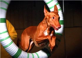 法老王猎犬