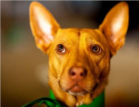 法老王猎犬