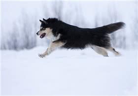 芬兰驯鹿犬