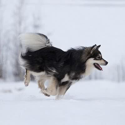芬兰驯鹿犬