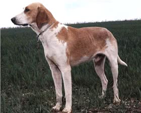 法国黄白猎犬