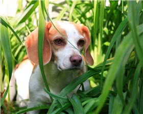 法国黄白猎犬