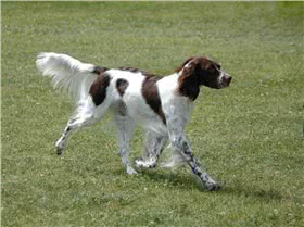法国猎犬