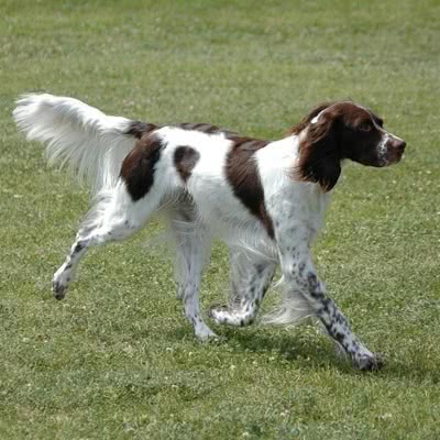 法国猎犬