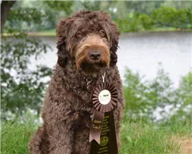 法国水犬