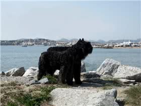 法兰德斯畜牧犬